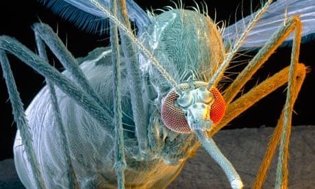 Aedes aegypti mosquito
