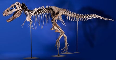 seized tarbosaurus skeleton