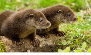 otter dating term