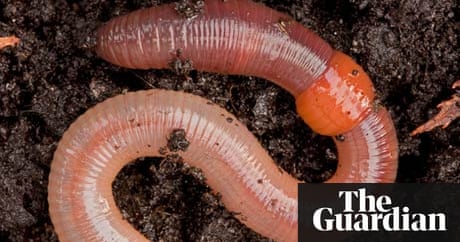 The great garden worm count finds our underground allies are thriving