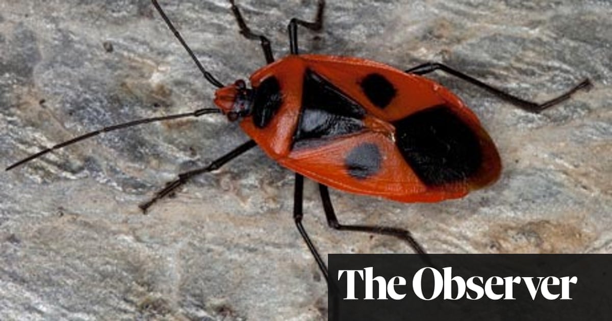 Red Bugs