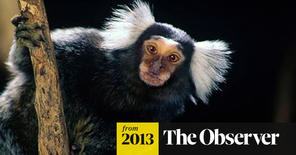 The ethics of animal tests: inside the lab where marmosets are given  Parkinson's | Animal experimentation | The Guardian
