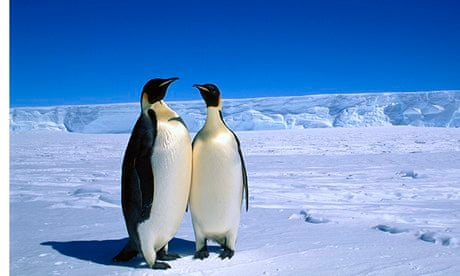 Emperor Penguin in Australian Antarctic Territory