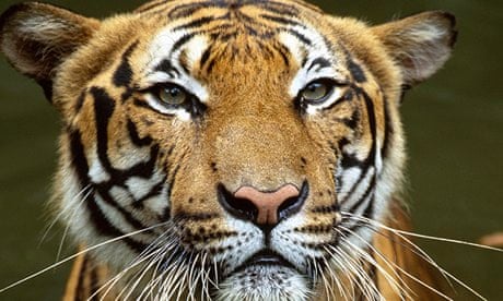 Sumatran tiger  