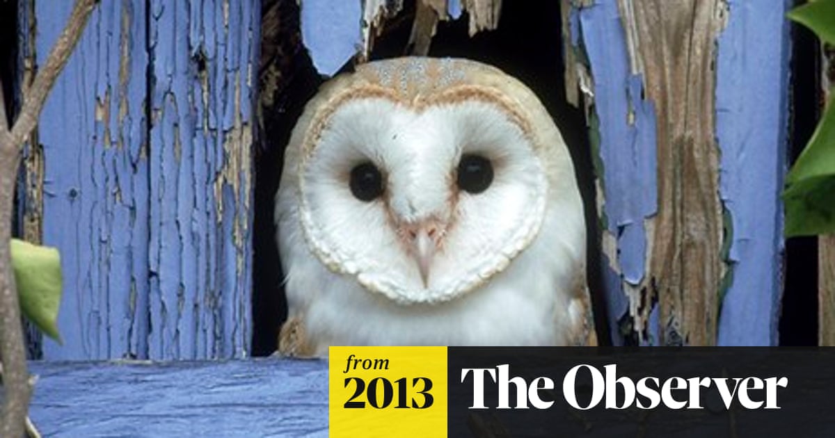 Battle To Save Barn Owl After Freak Weather Kills Thousands