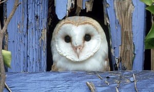 Battle To Save Barn Owl After Freak Weather Kills Thousands