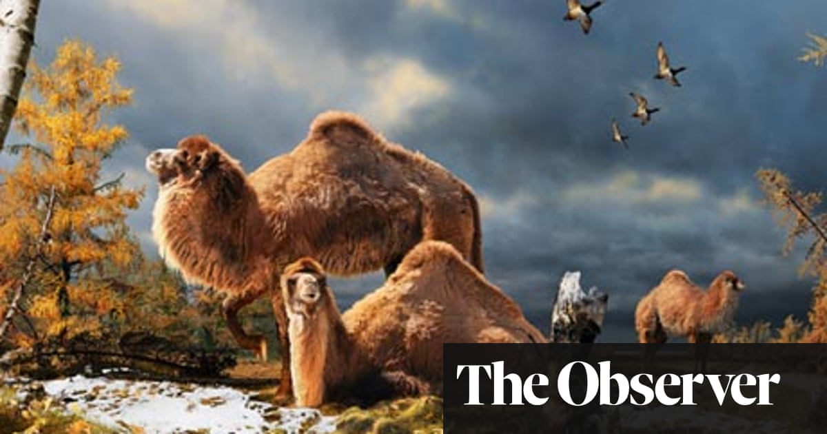 Giant camels in the high Arctic? It's not as far-fetched as it sounds… |  Fossils | The Guardian