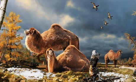 arctic camel paracamelus