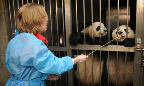Hazel Southam feeds pandas treats
