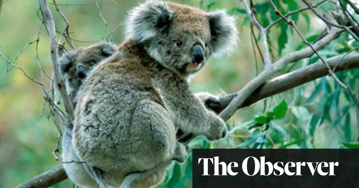 Australia S Koala Crisis Gene Sequencing Provides Hope Against Killer Diseases Wildlife The Guardian