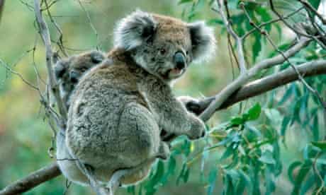koala vaccination