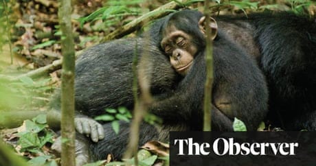 Oscar the chimp to delight UK cinema-goers
