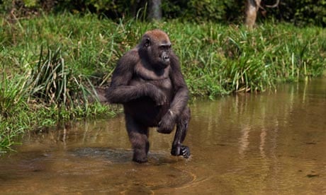 Western lowland gorilla juvenile female 