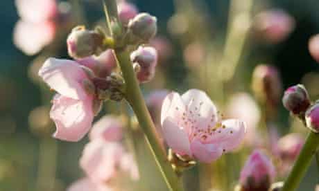 Blossom The Miracle Of The Spring Garden Gardening Advice The Guardian Blossom The Miracle Of The Spring Garden Gardening Advice The Guardian