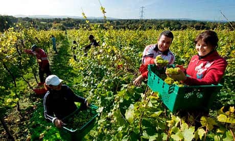 Romanian workers harvest grapes