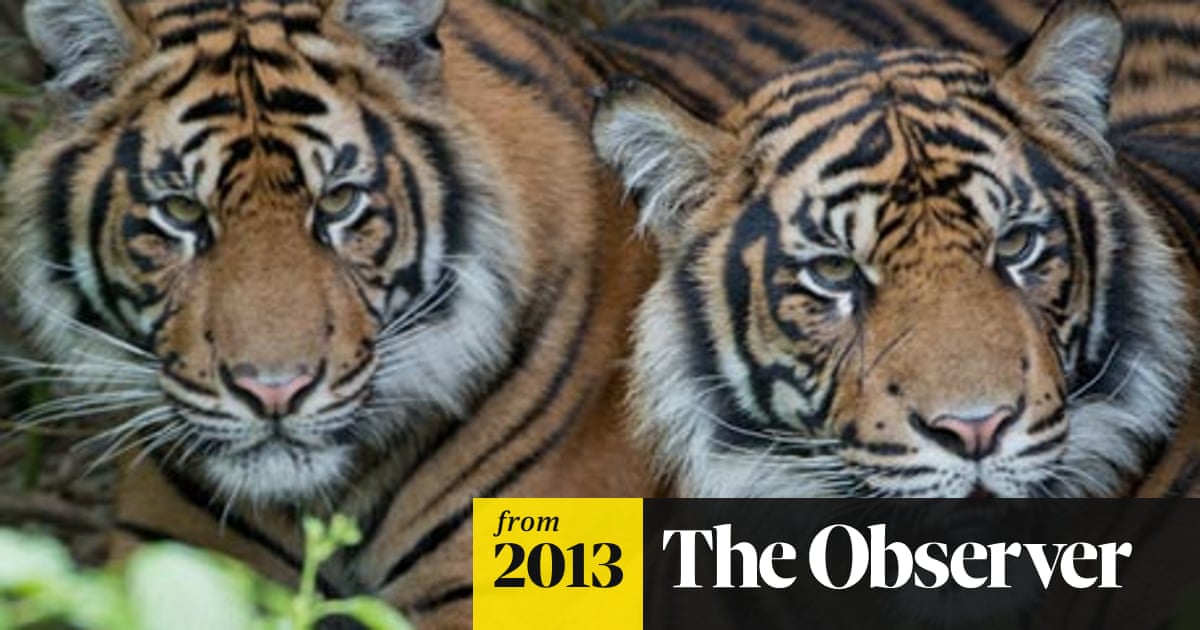 Industry, fires and poachers shrink Sumatran tigers' last stronghold