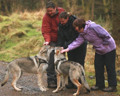 Timber wolves in Cumbria being stroked