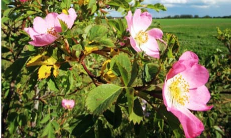 Scotch Burnet Rose Hedging Plants
