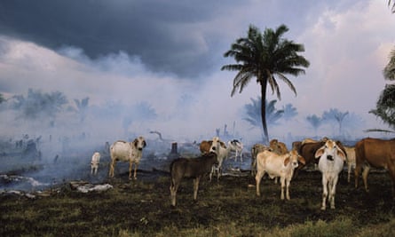 Amazon rainforest cleared for cattle pasture