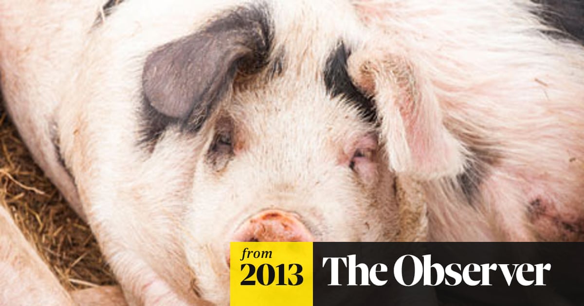 Is It Illegal to Feed Pigs Kitchen Scraps? Essential Facts Revealed