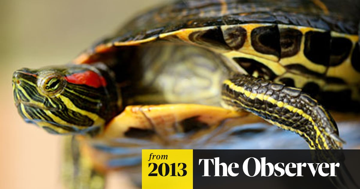 Abandoned Terrapins Stalk Lake District World News The Guardian