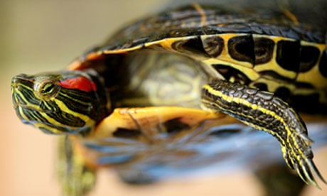Terrapins can grow to the size of dinner plates,
