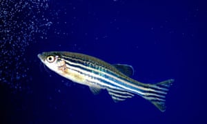Image result for zebrafish"
