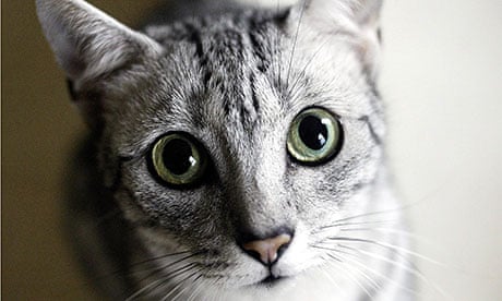 What The Death Of My Cat Taught Me About Assisted Dying Katharine Whitehorn Life And Style The Guardian