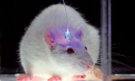 Mouse Optogenetics
