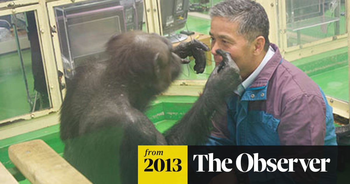 Chimps are making monkeys out of us
