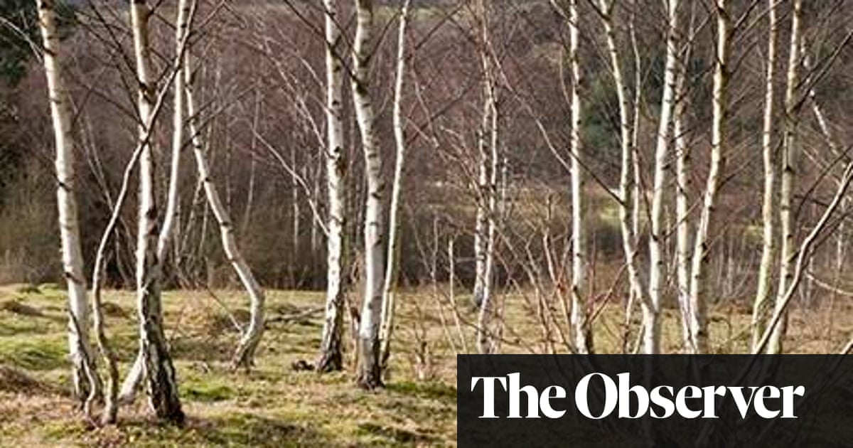 Gardens Bring Back The Birch Gardening Advice The Guardian Gardens Bring Back The Birch Gardening Advice The Guardian
