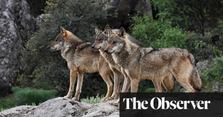 From the steppe to central Spain, Europe echoes to the howl of the wolf ...
