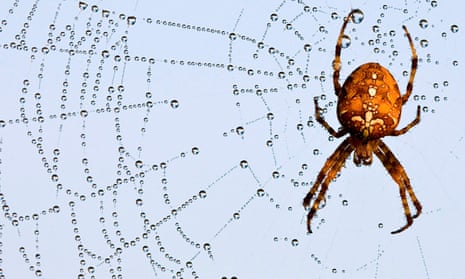 Spider Uses Its Web Like a Giant Engineered Ear