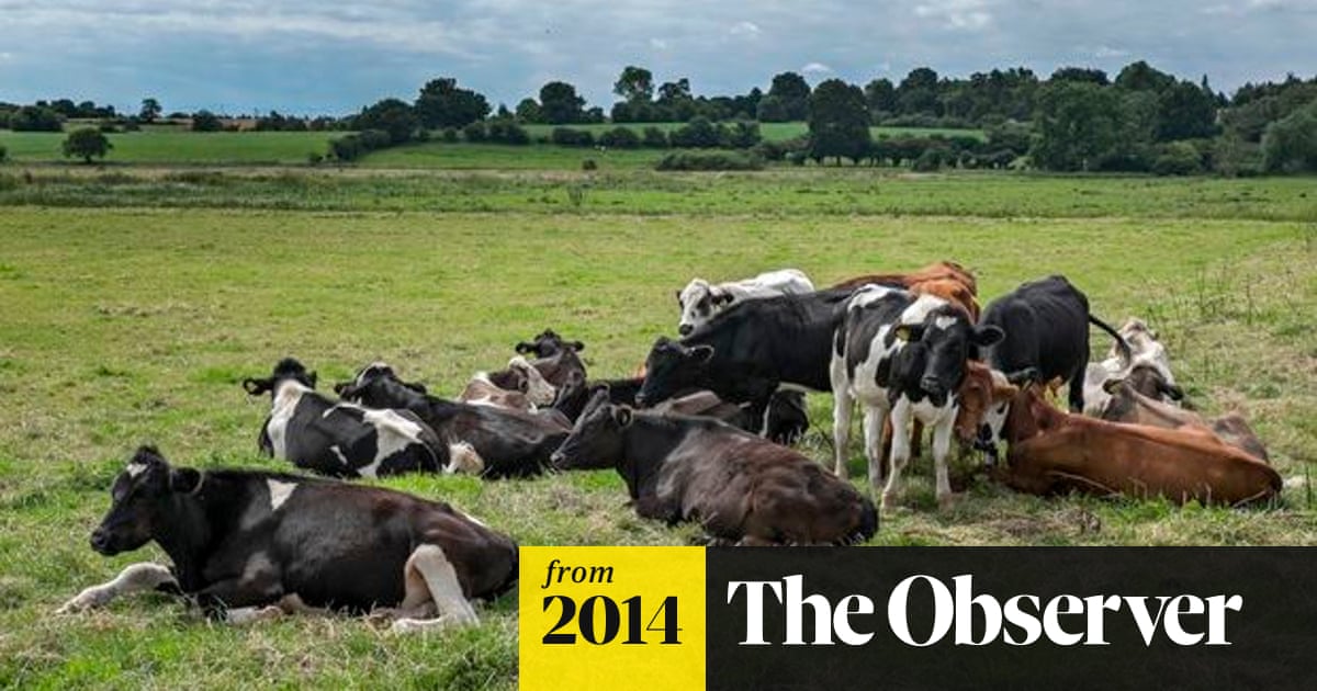 Animal rights group sounds alarm over 40m livestock deaths on UK farms |  Farming | The Guardian