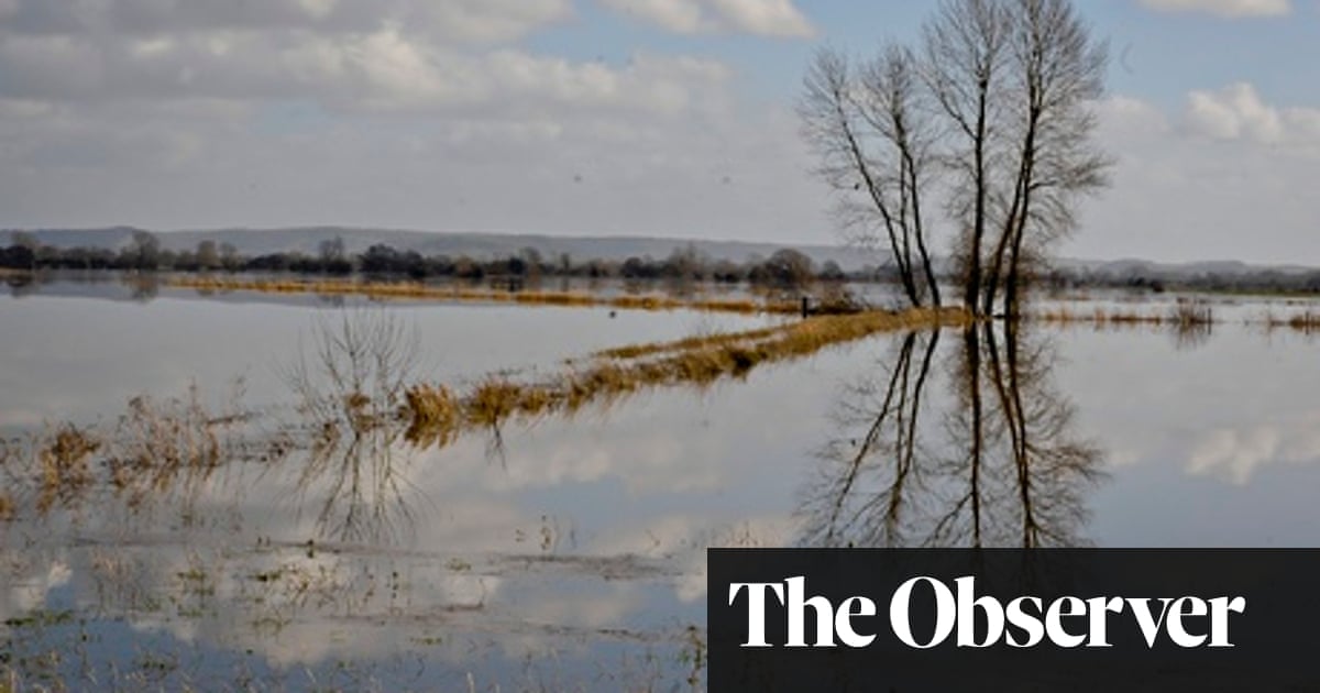 Wildlife casualties of floods grow amid fears over 'polluted' wetlands |  Flooding | The Guardian