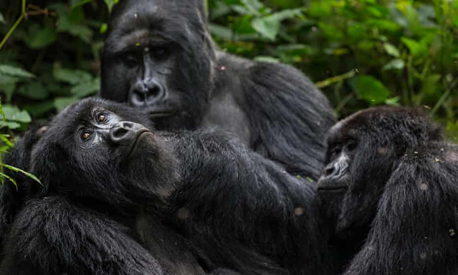 Gorillas Virunga National Park