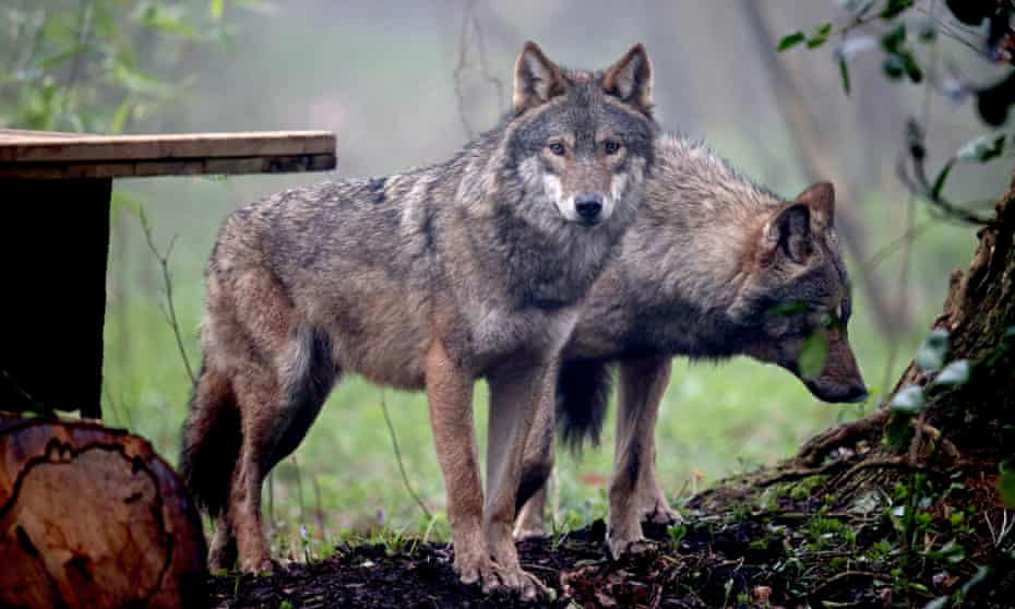 'Notions of wildness': grey wolves pictured at Bristol Zoo.
