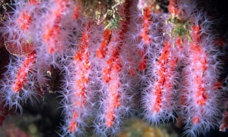 red or precious coral Corallium rubrum