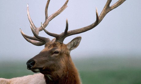 An elk