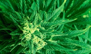 Global Auto Leasing >> Spanish town of Rasquera leases land for marijuana ... Global Auto Leasing >> Spanish town of Rasquera leases land for marijuana ...