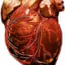 A human heart
