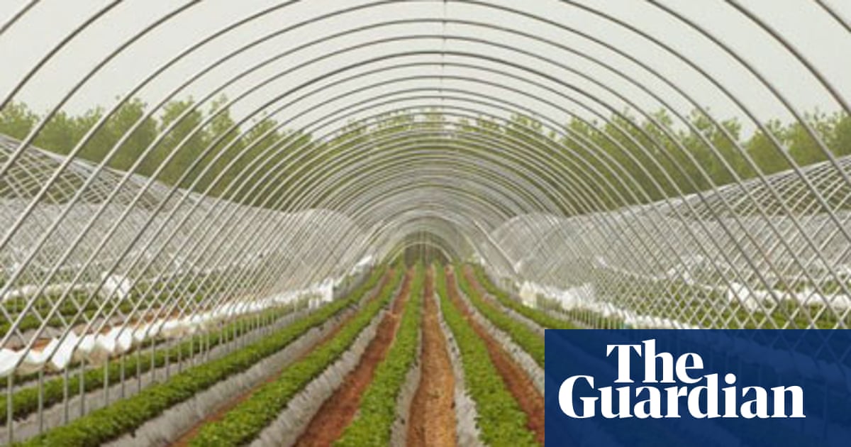 Tesco Half Price Strawberries Deal Prompts Red Faces And 300 000 Fine Tesco The Guardian