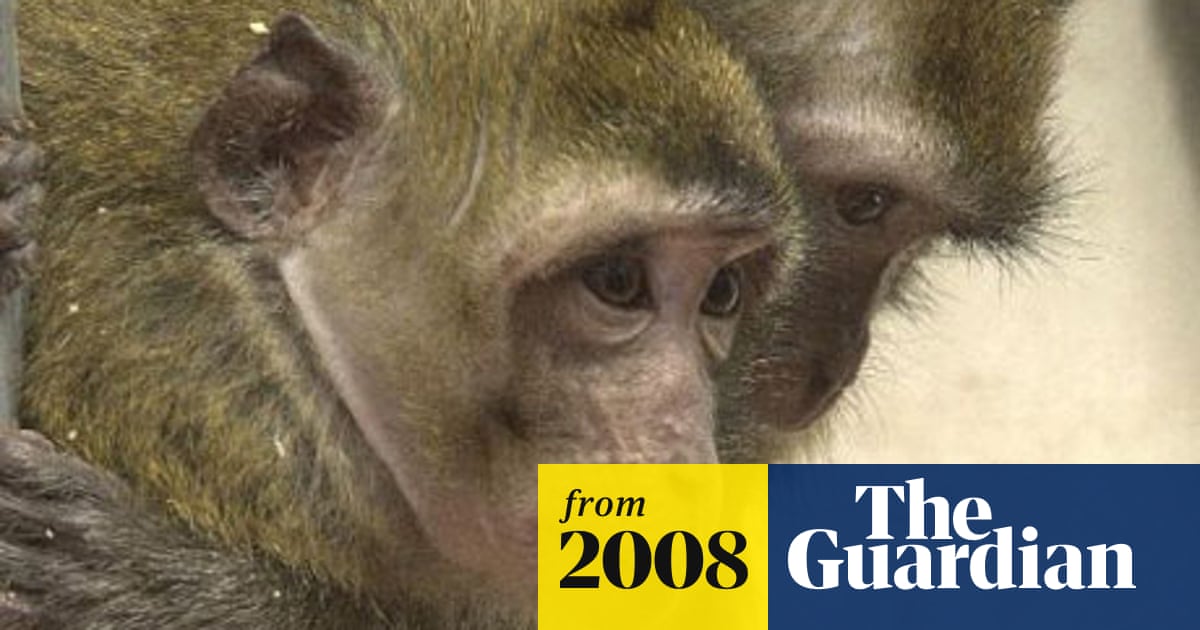 Gerald Monkey Brussels battleground for primate research debate | Health | The Guardian