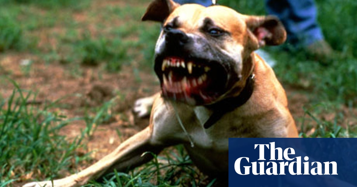 Are Dogs The New Weapon Of Choice For Young People Social Trends The Guardian
