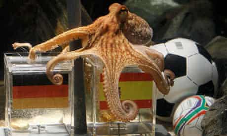 Paul The Octopus Finds Psychic Successor As Pavlik Tips For Euro 2012 Paul The Psychic Octopus The Guardian Psychic Octopus World Cup 2022 Name