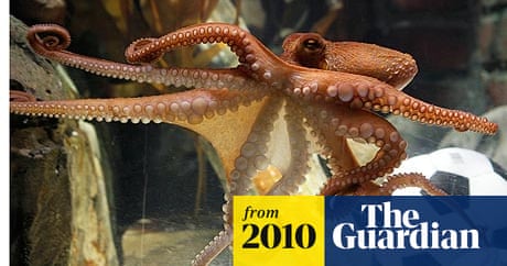 World Cup 2010 Octopus To Retire After Successful World Cup World Cup 2010 The Guardian Psychic Octopus World Cup 2022 Name