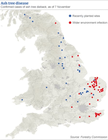 Map - ash tree dieback in the UK, 7 November