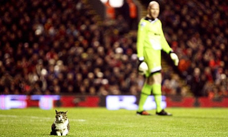 Cat on the pitch