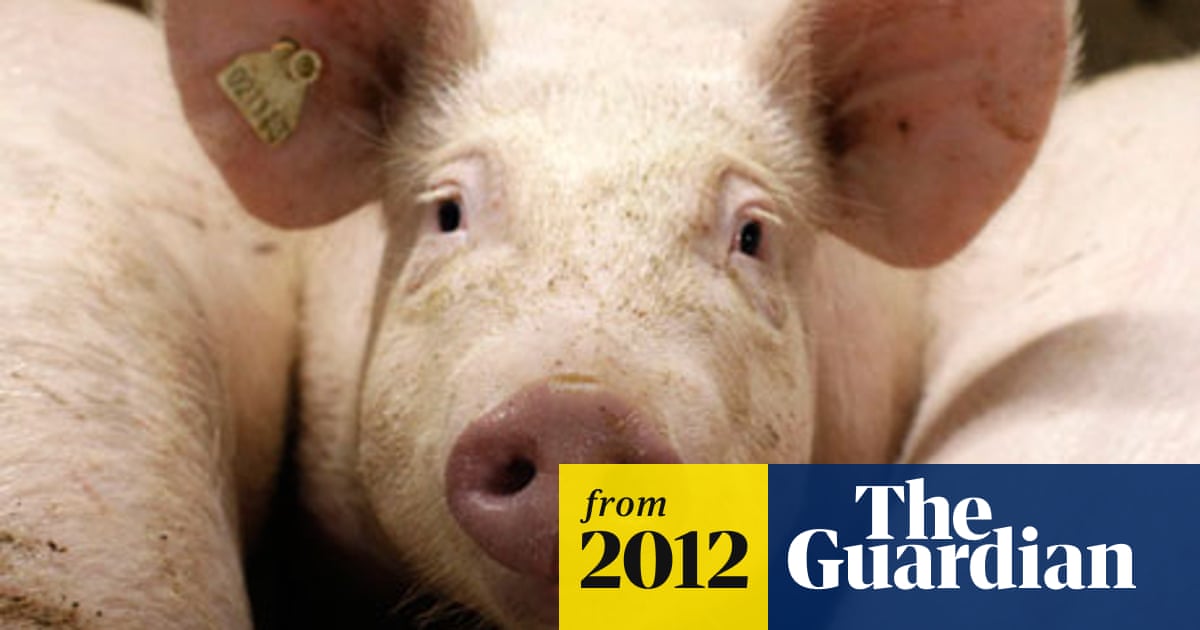 Scientists: overuse of antibiotics in animal agriculture endangers humans |  Agriculture | The Guardian