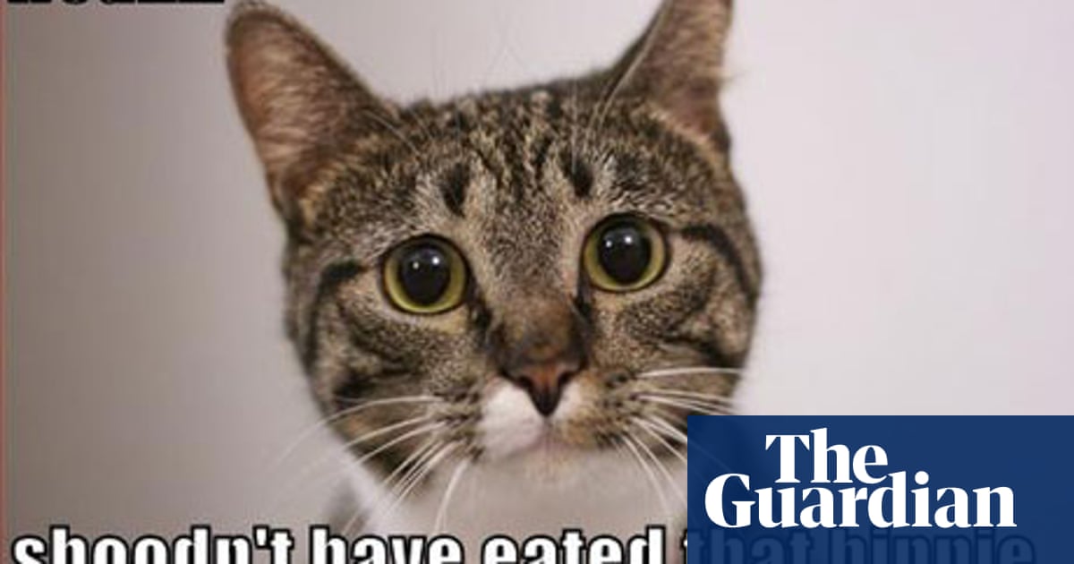 images I Can Has Cheezburger Cat Original long liv the kewt revolushun internet